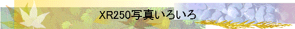 XR250写真いろいろ