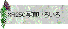 XR250写真いろいろ
