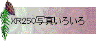 XR250写真いろいろ